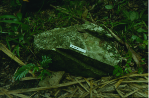 'Stela stub' at La Corona with looters' saw marks (photo by Neil Brodie)