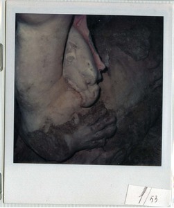 Griffins in Medici 2